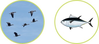 クオーレ　ストロング乳酸菌Q 特徴