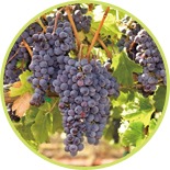 クオーレ　ストロング乳酸菌Q 特徴