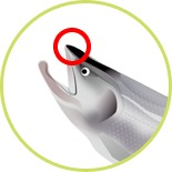 クオーレ　ストロング乳酸菌Q 特徴