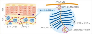 クオーレ　ストロング乳酸菌Q 特徴