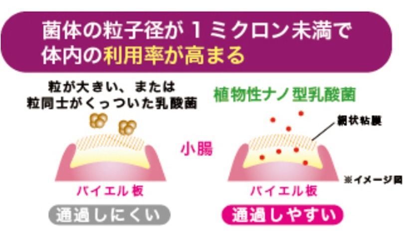 クオーレ　ストロング乳酸菌Q 